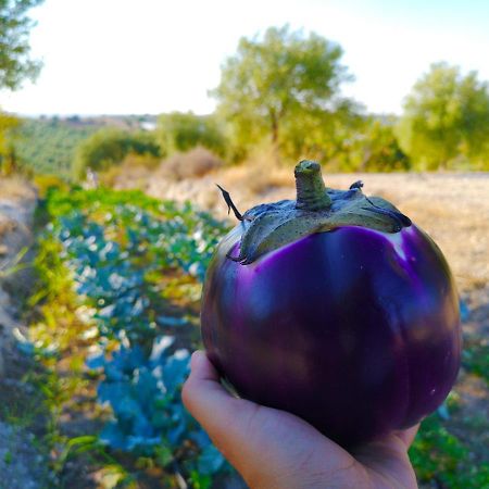 Mennuli&Alivi - Organic Farm Villa Noto Esterno foto