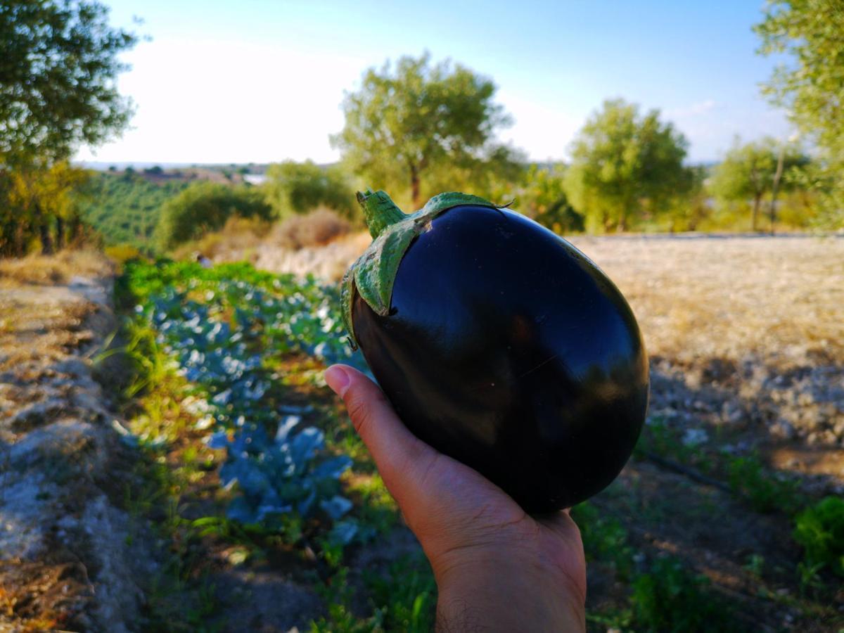 Mennuli&Alivi - Organic Farm Villa Noto Esterno foto
