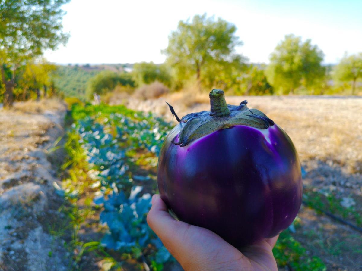 Mennuli&Alivi - Organic Farm Villa Noto Esterno foto