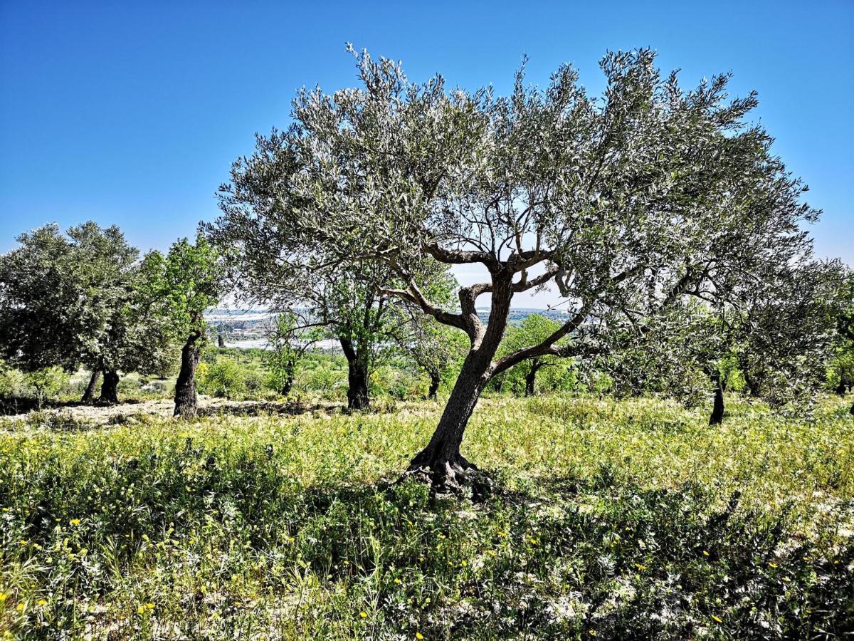 Mennuli&Alivi - Organic Farm Villa Noto Esterno foto